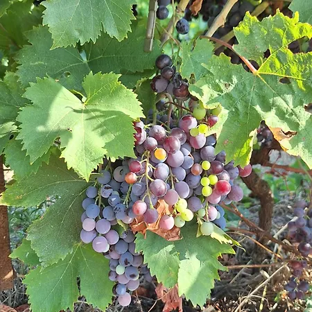 ベッド・アンド・ブレックファスト Mon Eden